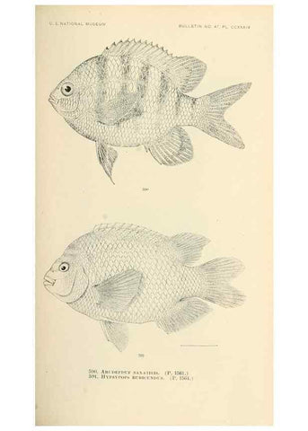 Reproducción/Reproduction 7983494459: The fishes of North and Middle America :. Washington :Smithsonian Institution, United States National Museum,1896-1900.