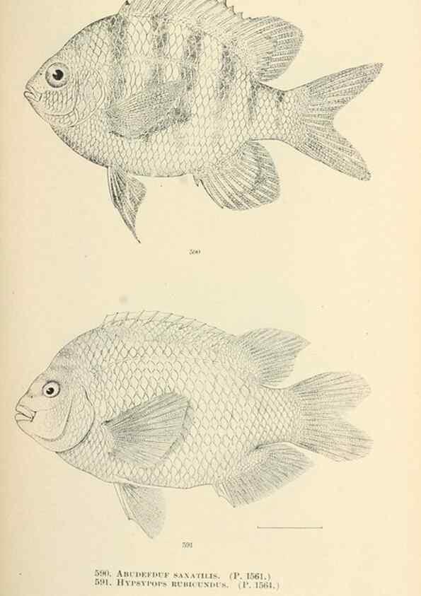 Reproducción/Reproduction 7983494459: The fishes of North and Middle America :. Washington :Smithsonian Institution, United States National Museum,1896-1900.