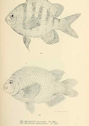 Reproducción/Reproduction 7983494459: The fishes of North and Middle America :. Washington :Smithsonian Institution, United States National Museum,1896-1900.