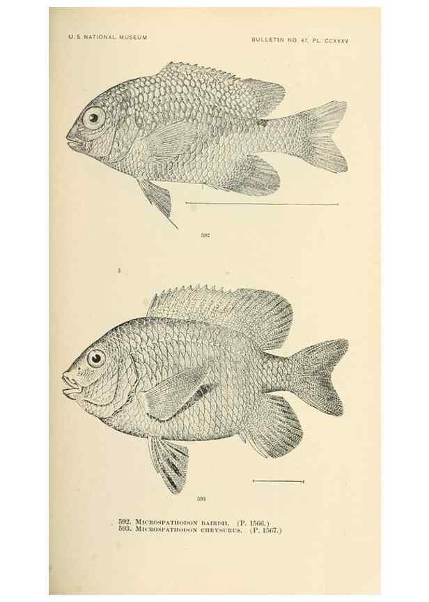 Reproducción/Reproduction 7983499696: The fishes of North and Middle America :. Washington :Smithsonian Institution, United States National Museum,1896-1900.