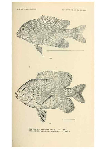 Reproducción/Reproduction 7983499696: The fishes of North and Middle America :. Washington :Smithsonian Institution, United States National Museum,1896-1900.