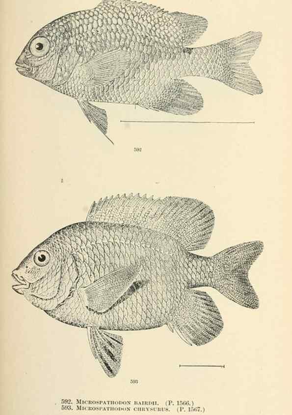 Reproducción/Reproduction 7983499696: The fishes of North and Middle America :. Washington :Smithsonian Institution, United States National Museum,1896-1900.