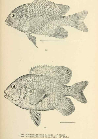 Reproducción/Reproduction 7983499696: The fishes of North and Middle America :. Washington :Smithsonian Institution, United States National Museum,1896-1900.