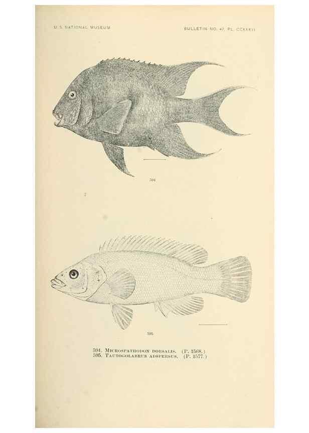 Reproducción/Reproduction 7983500304: The fishes of North and Middle America :. Washington :Smithsonian Institution, United States National Museum,1896-1900.