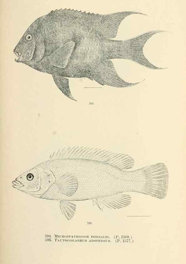 Reproducción/Reproduction 7983500304: The fishes of North and Middle America :. Washington :Smithsonian Institution, United States National Museum,1896-1900.