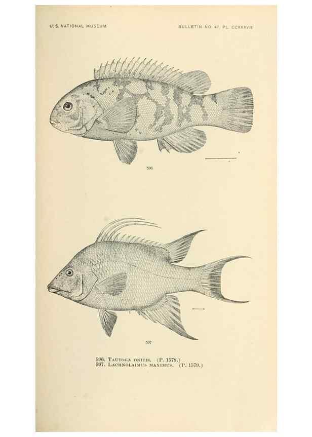 Reproducción/Reproduction 7983496493: The fishes of North and Middle America :. Washington :Smithsonian Institution, United States National Museum,1896-1900.