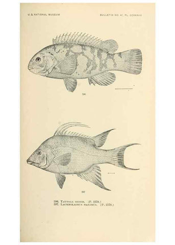 Reproducción/Reproduction 7983496493: The fishes of North and Middle America :. Washington :Smithsonian Institution, United States National Museum,1896-1900.