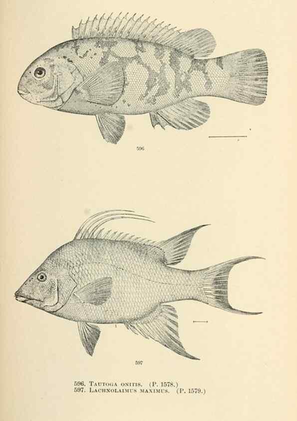 Reproducción/Reproduction 7983496493: The fishes of North and Middle America :. Washington :Smithsonian Institution, United States National Museum,1896-1900.