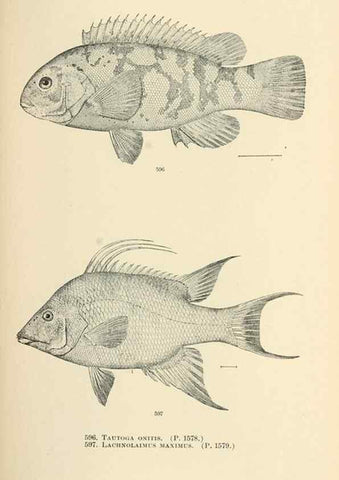 Reproducción/Reproduction 7983496493: The fishes of North and Middle America :. Washington :Smithsonian Institution, United States National Museum,1896-1900.