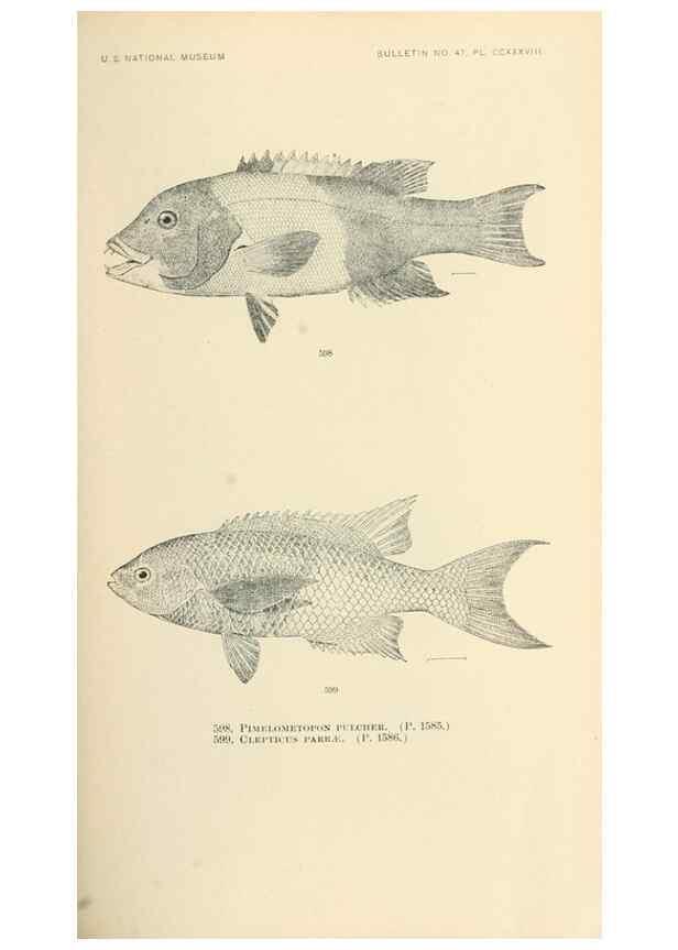 Reproducción/Reproduction 7983501422: The fishes of North and Middle America :. Washington :Smithsonian Institution, United States National Museum,1896-1900.