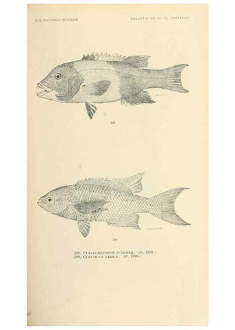 Reproducción/Reproduction 7983501422: The fishes of North and Middle America :. Washington :Smithsonian Institution, United States National Museum,1896-1900.
