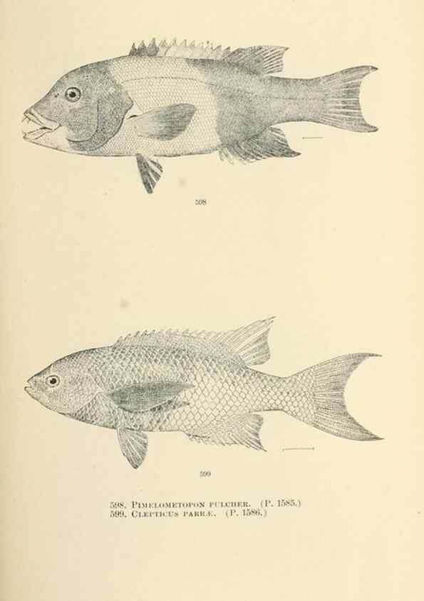 Reproducción/Reproduction 7983501422: The fishes of North and Middle America :. Washington :Smithsonian Institution, United States National Museum,1896-1900.
