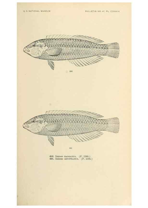 Reproducción/Reproduction 7983497703: The fishes of North and Middle America :. Washington :Smithsonian Institution, United States National Museum,1896-1900.
