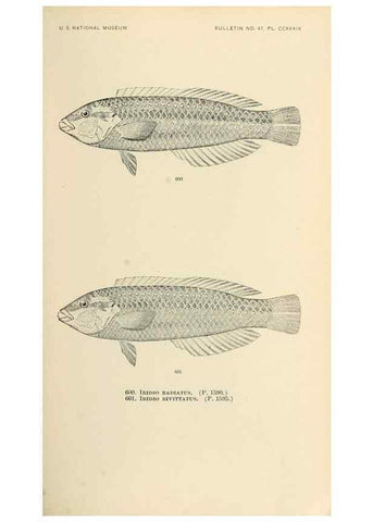 Reproducción/Reproduction 7983497703: The fishes of North and Middle America :. Washington :Smithsonian Institution, United States National Museum,1896-1900.