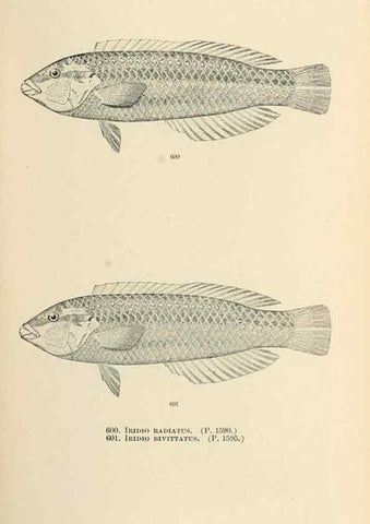 Reproducción/Reproduction 7983497703: The fishes of North and Middle America :. Washington :Smithsonian Institution, United States National Museum,1896-1900.