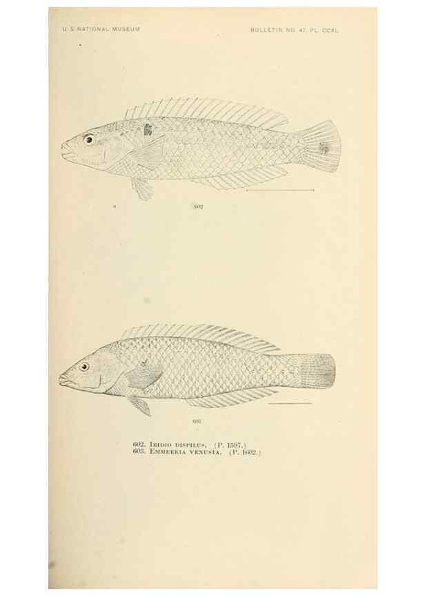 Reproducción/Reproduction 7983502702: The fishes of North and Middle America :. Washington :Smithsonian Institution, United States National Museum,1896-1900.