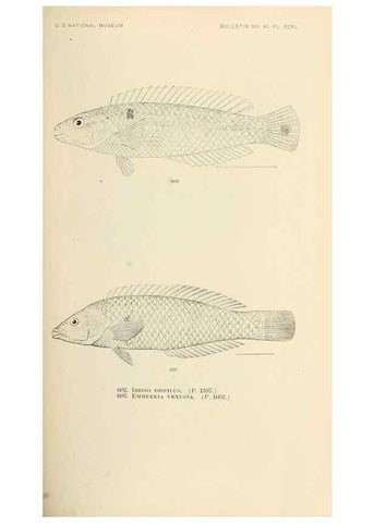 Reproducción/Reproduction 7983502702: The fishes of North and Middle America :. Washington :Smithsonian Institution, United States National Museum,1896-1900.