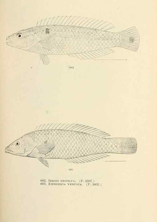 Reproducción/Reproduction 7983502702: The fishes of North and Middle America :. Washington :Smithsonian Institution, United States National Museum,1896-1900.