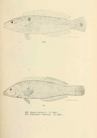 Reproducción/Reproduction 7983502702: The fishes of North and Middle America :. Washington :Smithsonian Institution, United States National Museum,1896-1900.