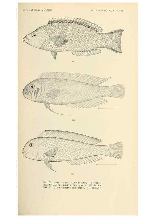Reproducción/Reproduction 7983498843: The fishes of North and Middle America :. Washington :Smithsonian Institution, United States National Museum,1896-1900.
