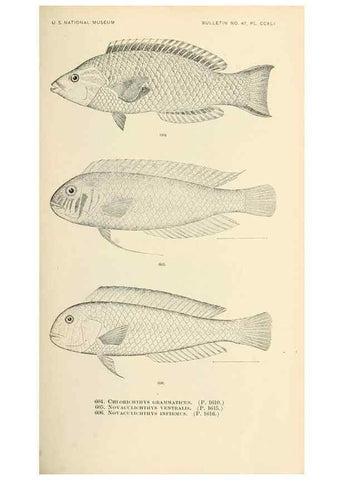 Reproducción/Reproduction 7983498843: The fishes of North and Middle America :. Washington :Smithsonian Institution, United States National Museum,1896-1900.
