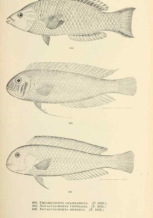 Reproducción/Reproduction 7983498843: The fishes of North and Middle America :. Washington :Smithsonian Institution, United States National Museum,1896-1900.