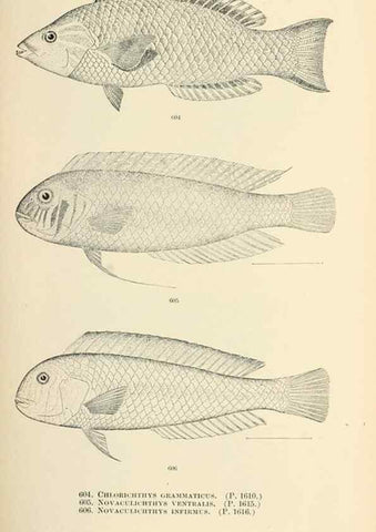 Reproducción/Reproduction 7983498843: The fishes of North and Middle America :. Washington :Smithsonian Institution, United States National Museum,1896-1900.