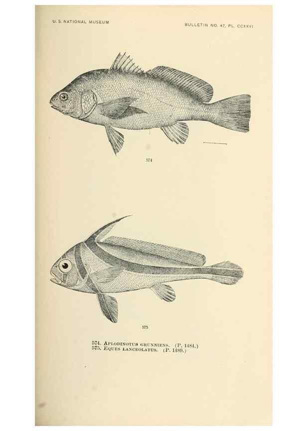 Reproducción/Reproduction 7983489919: The fishes of North and Middle America :. Washington :Smithsonian Institution, United States National Museum,1896-1900.
