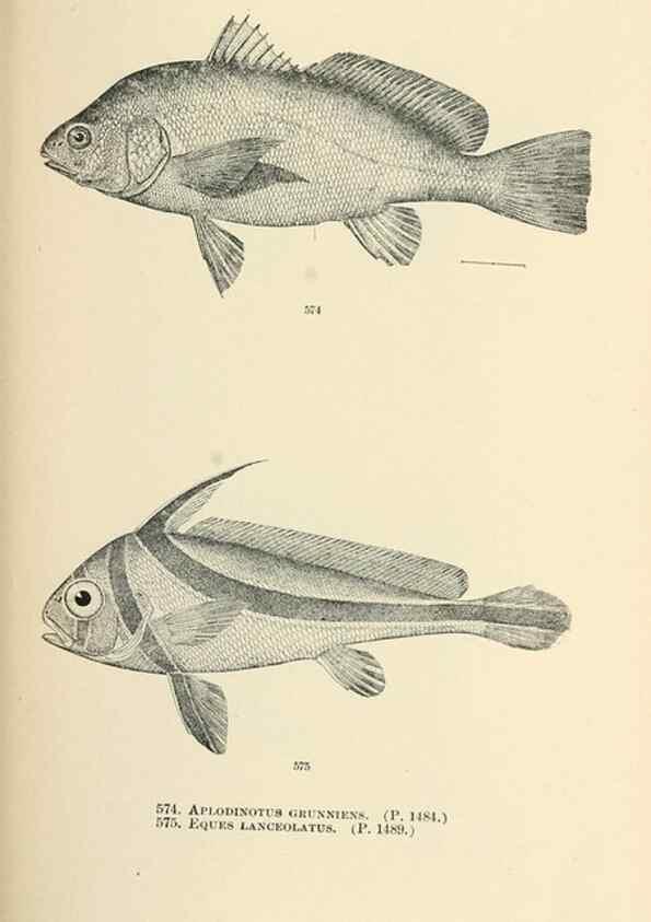 Reproducción/Reproduction 7983489919: The fishes of North and Middle America :. Washington :Smithsonian Institution, United States National Museum,1896-1900.