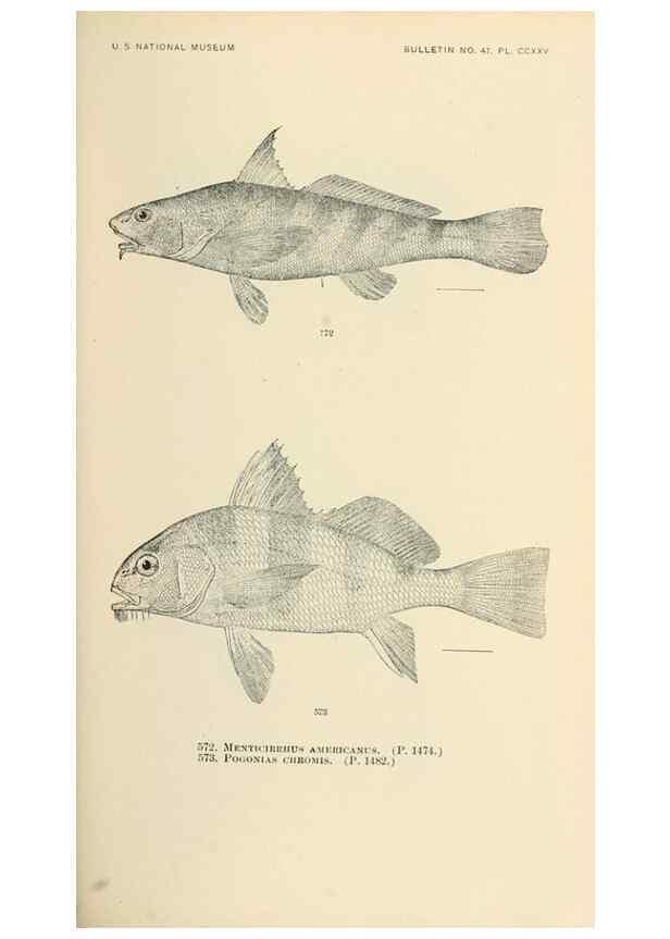 Reproducción/Reproduction 7983493872: The fishes of North and Middle America :. Washington :Smithsonian Institution, United States National Museum,1896-1900.