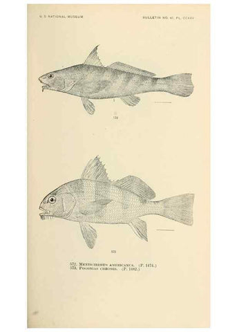 Reproducción/Reproduction 7983493872: The fishes of North and Middle America :. Washington :Smithsonian Institution, United States National Museum,1896-1900.