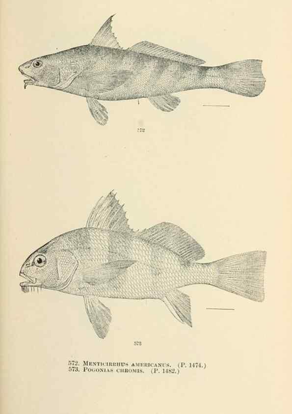 Reproducción/Reproduction 7983493872: The fishes of North and Middle America :. Washington :Smithsonian Institution, United States National Museum,1896-1900.
