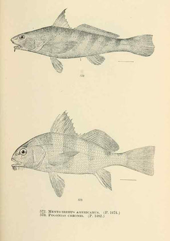 Reproducción/Reproduction 7983493872: The fishes of North and Middle America :. Washington :Smithsonian Institution, United States National Museum,1896-1900.