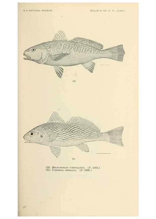 Reproducción/Reproduction 7983488777: The fishes of North and Middle America :. Washington :Smithsonian Institution, United States National Museum,1896-1900.