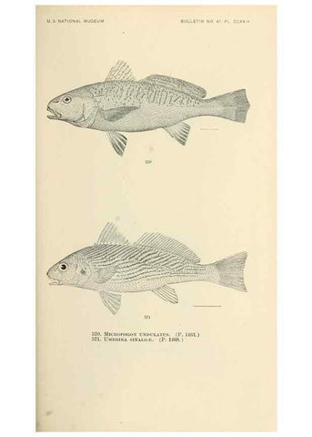 Reproducción/Reproduction 7983488777: The fishes of North and Middle America :. Washington :Smithsonian Institution, United States National Museum,1896-1900.