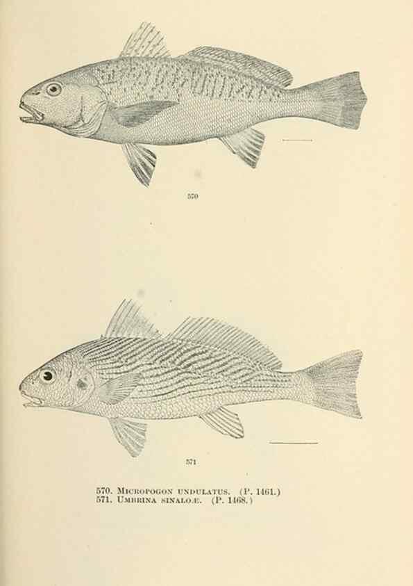 Reproducción/Reproduction 7983488777: The fishes of North and Middle America :. Washington :Smithsonian Institution, United States National Museum,1896-1900.