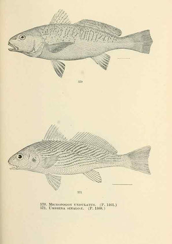 Reproducción/Reproduction 7983488777: The fishes of North and Middle America :. Washington :Smithsonian Institution, United States National Museum,1896-1900.