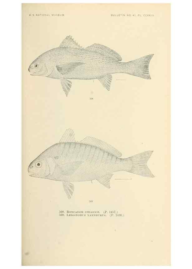 Reproducción/Reproduction 7983488221: The fishes of North and Middle America :. Washington :Smithsonian Institution, United States National Museum,1896-1900.