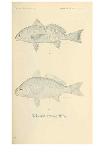 Reproducción/Reproduction 7983488221: The fishes of North and Middle America :. Washington :Smithsonian Institution, United States National Museum,1896-1900.