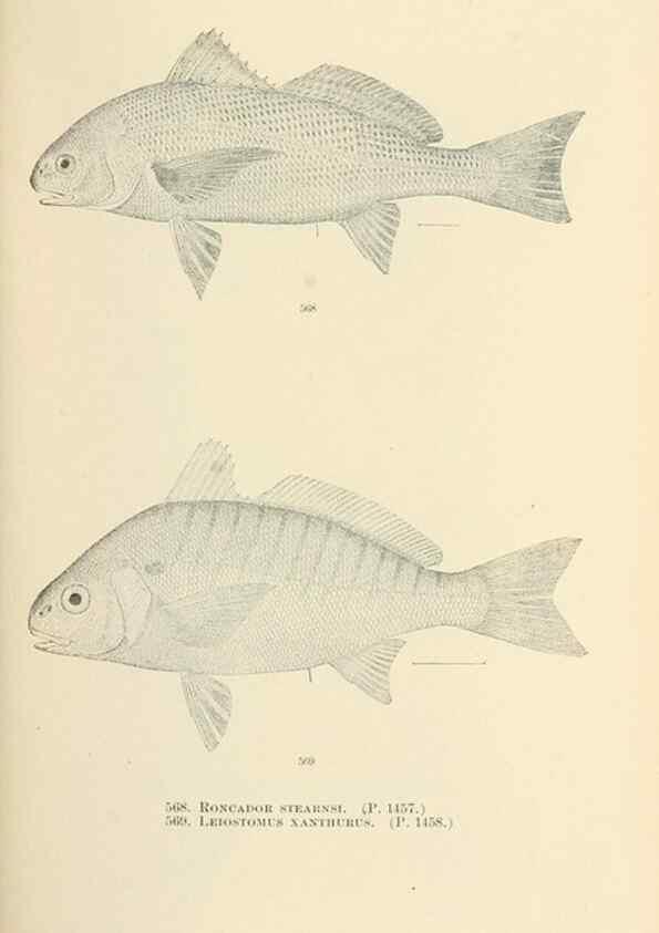 Reproducción/Reproduction 7983488221: The fishes of North and Middle America :. Washington :Smithsonian Institution, United States National Museum,1896-1900.