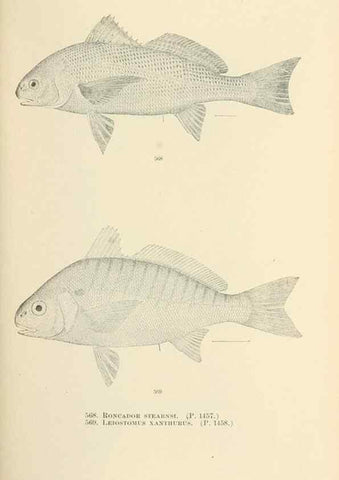 Reproducción/Reproduction 7983488221: The fishes of North and Middle America :. Washington :Smithsonian Institution, United States National Museum,1896-1900.