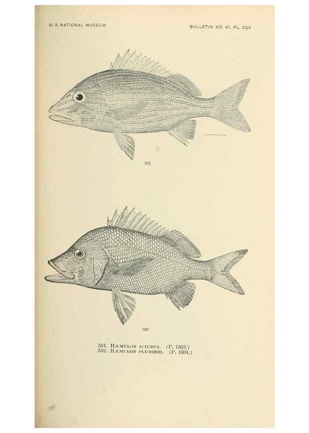 Reproducción/Reproduction 7983482218: The fishes of North and Middle America :. Washington :Smithsonian Institution, United States National Museum,1896-1900.