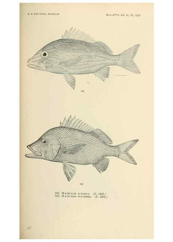 Reproducción/Reproduction 7983482218: The fishes of North and Middle America :. Washington :Smithsonian Institution, United States National Museum,1896-1900.