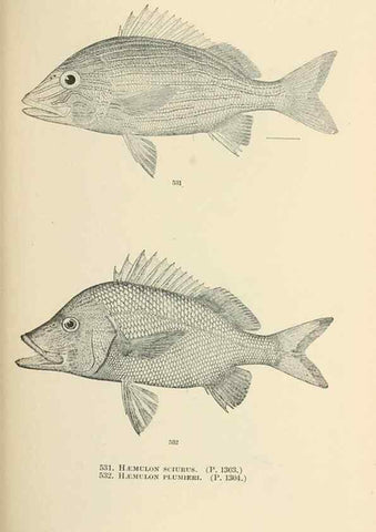 Reproducción/Reproduction 7983482218: The fishes of North and Middle America :. Washington :Smithsonian Institution, United States National Museum,1896-1900.
