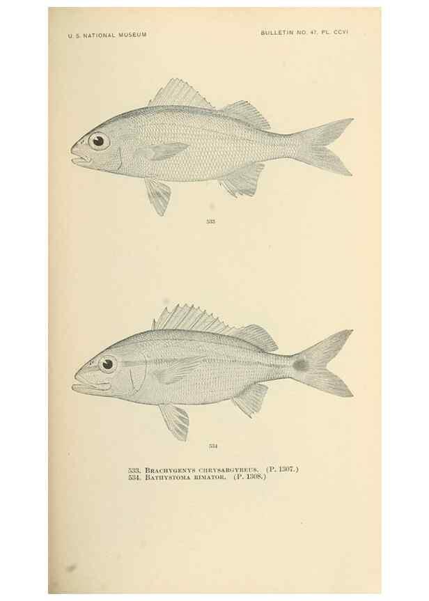 Reproducción/Reproduction 7983478079: The fishes of North and Middle America :. Washington :Smithsonian Institution, United States National Museum,1896-1900.