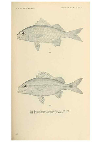 Reproducción/Reproduction 7983478079: The fishes of North and Middle America :. Washington :Smithsonian Institution, United States National Museum,1896-1900.