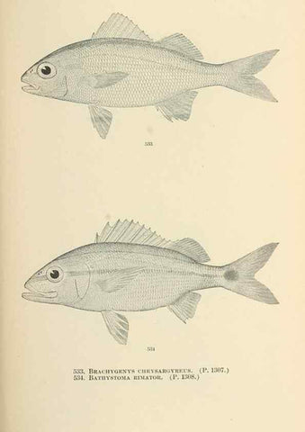Reproducción/Reproduction 7983478079: The fishes of North and Middle America :. Washington :Smithsonian Institution, United States National Museum,1896-1900.