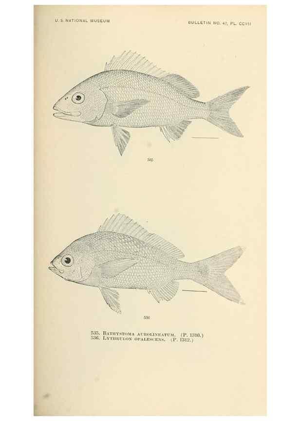 Reproducción/Reproduction 7983478627: The fishes of North and Middle America :. Washington :Smithsonian Institution, United States National Museum,1896-1900.