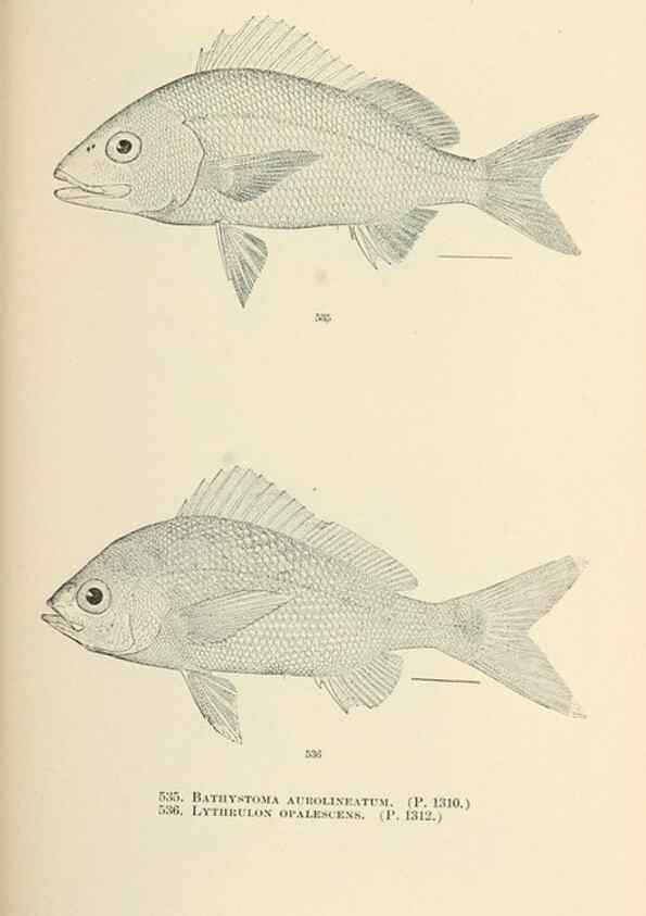 Reproducción/Reproduction 7983478627: The fishes of North and Middle America :. Washington :Smithsonian Institution, United States National Museum,1896-1900.