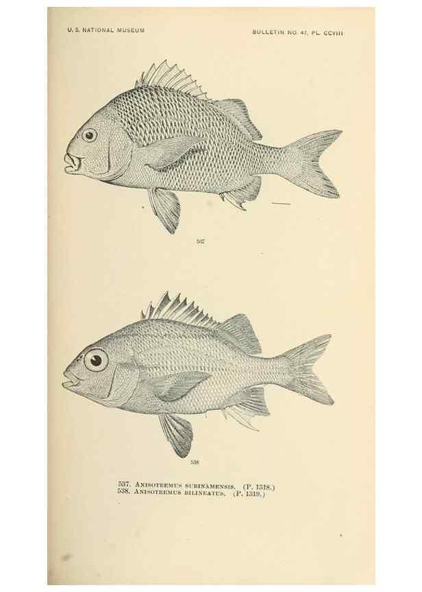 Reproducción/Reproduction 7983483858: The fishes of North and Middle America :. Washington :Smithsonian Institution, United States National Museum,1896-1900.